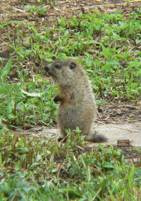 Baby Woodchucks | Mother Woodchuck has given birth to a litt… | Flickr