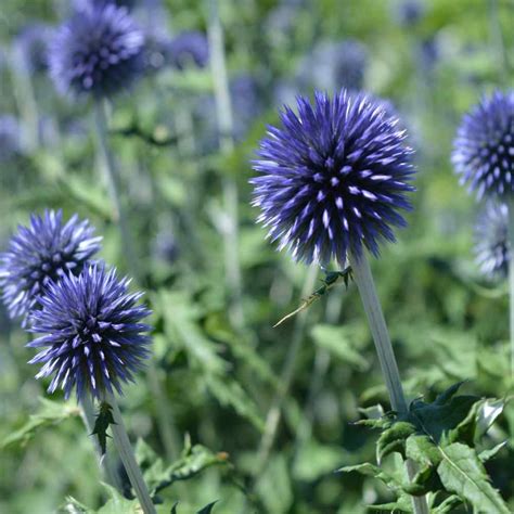 Globe Thistle Seeds - Echinopa Ritro Globe Thistle Flower Seed