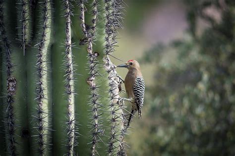 Gila Woodpecker 1 Photograph by Obsidian DeLeau - Fine Art America