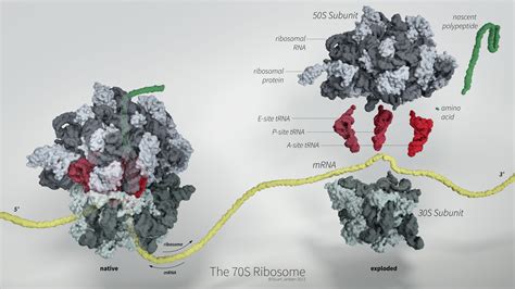 70S Ribosome – Science Vis Lab