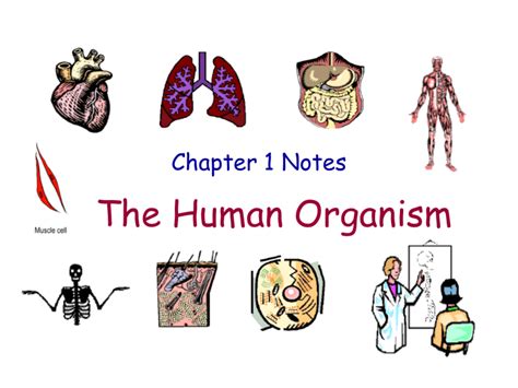 The Human Organism Chapter 1 Notes