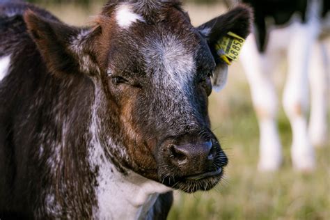 Herd Of Cows · Free Stock Photo