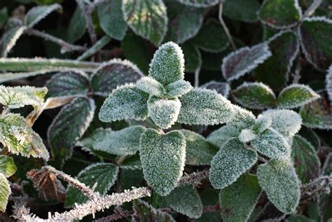 frost flowers Free Photo Download | FreeImages