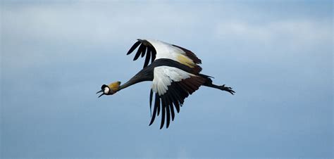 4Day Queen Elizabeth Birding Safari: Uganda’s Avian Paradise