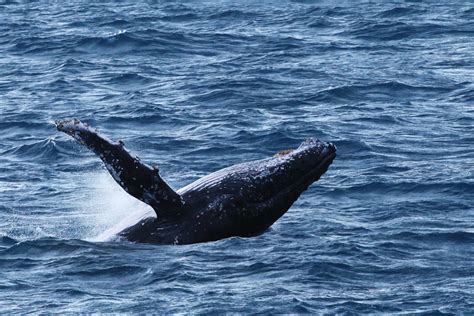 Humpback Whales - The Great Barrier Reef | Reef Biosearch