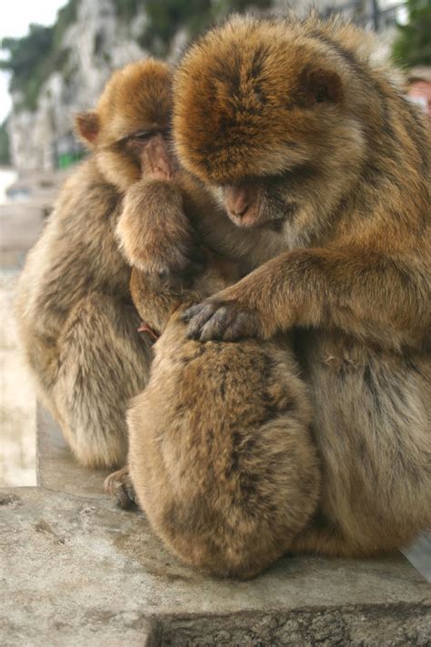 Cannundrums: Barbary Macaque