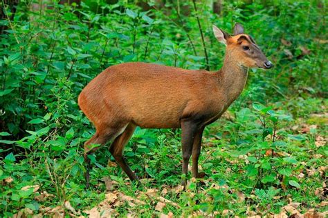 Mudumalai National Park – An Evergreen Tourist Place | National parks ...