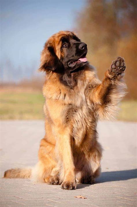 The Leonberger is a gentle giant that enjoys spending time with people