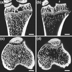 Micro-CT in small animal and specimen imaging: Trends in Biotechnology