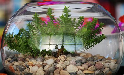 Nano tank fish for freshwater aquariums - Aquariumfreaks