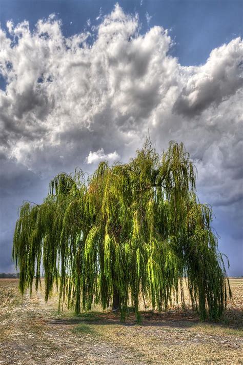 82 best images about Willow trees on Pinterest | Weeping cherry tree, Snow and Willow tree