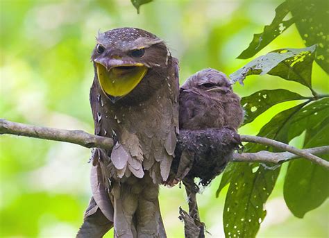 Frogmouth: Loài cú muỗi đáng yêu siêu nhiều biểu cảm