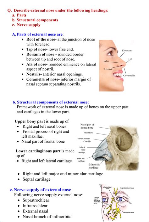 Nasal Cavity - Pictures