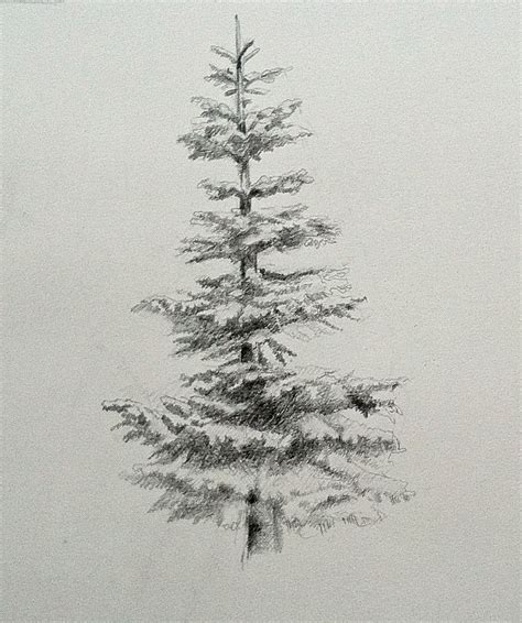 noble fir, evergreen, drawing, graphite | Tree drawings pencil, Tree drawing, Pine tree drawing