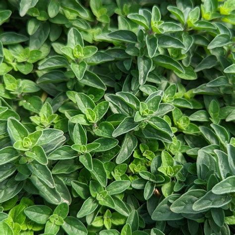 Italian Oregano | Plant Addicts