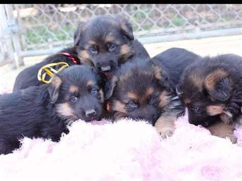 K9 ACRE GSD - German Shepherd Dog Puppies for Sale in Princeton, TX ...