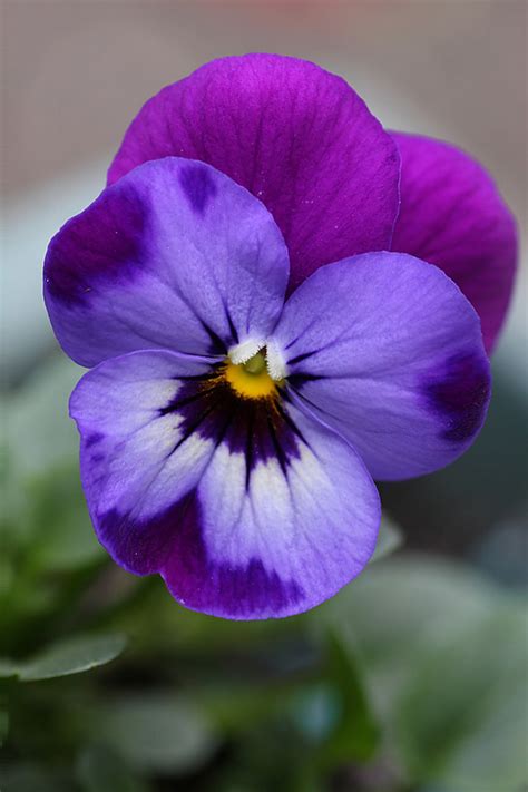 Garden Flowers: Violas…such dainty winter blooms | Lisa Cox Garden Designs Blog