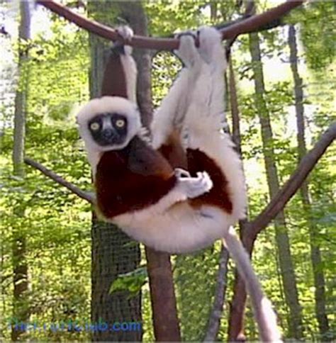 Image - Lemur2.jpg | The Zoboomafoo Wiki | FANDOM powered by Wikia