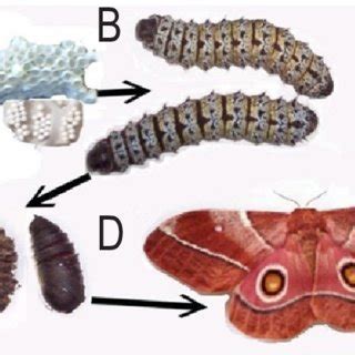 The life cycle of Imbrasia belina: (A) eggs, (B) larva, (C) pupa and ...