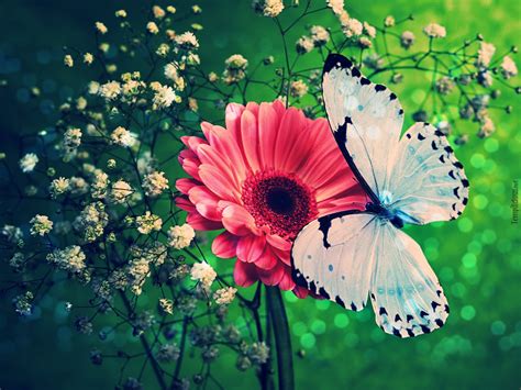 Butterfly Wallpaper - Butterfly Pict