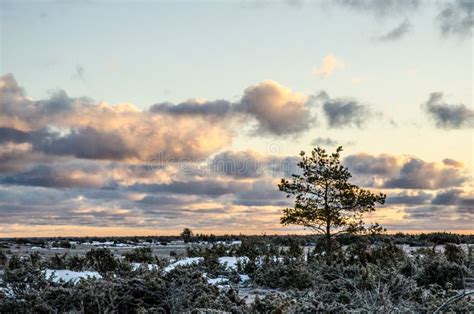 Pine tree at sunrise stock photo. Image of blue, solitaire - 30096408