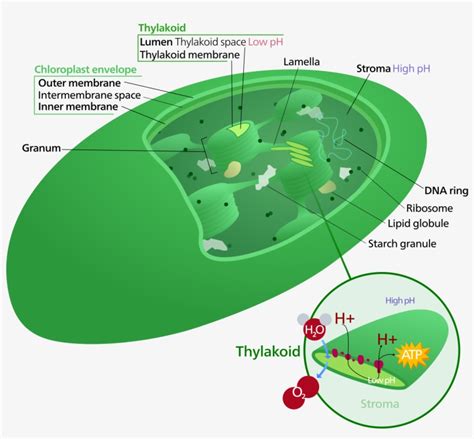 Chloroplast Diagram - Chloroplast Dna - Free Transparent PNG Download - PNGkey