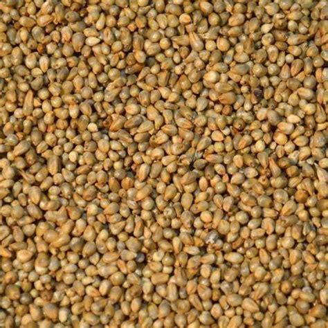 Bajra Seeds, Pack Size: 1-2 Kg, Rs 22 /kilogram Sri Ganapathi Traders | ID: 18069306291