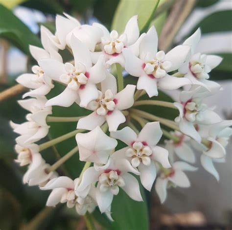 HOYA AUSTRALIS ssp. COMPACTA – 75mm pot | Weslor Flowers Plant Nursery