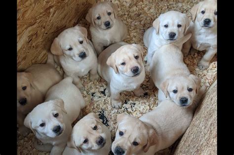 Bristol County Labradors - Labrador Retriever Puppies For Sale - Born on 12/16/2019