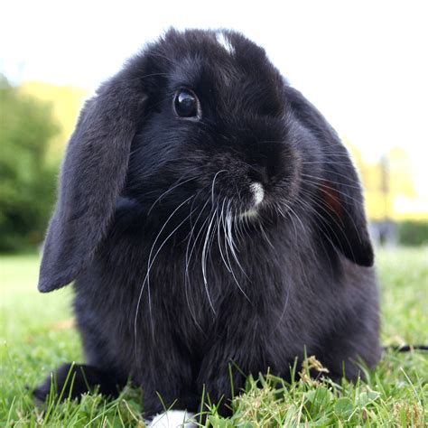 Names For Black Rabbits - 436 Black Bunny Names.