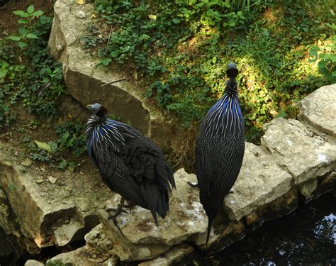 ADW: Galliformes: INFORMATION