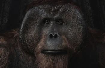 Maurice (Planet of the Apes) | Heroes Wiki | Fandom