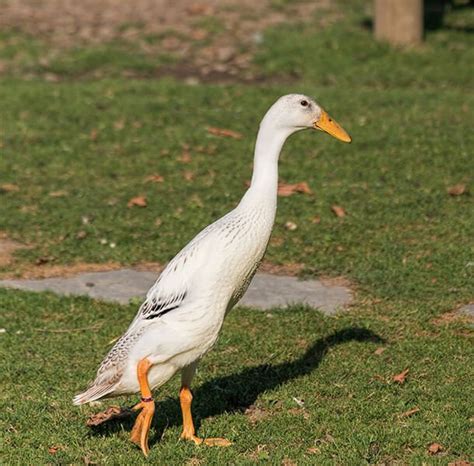 The Indian Runner Duck - One Of The Oldest Domestic Ducks