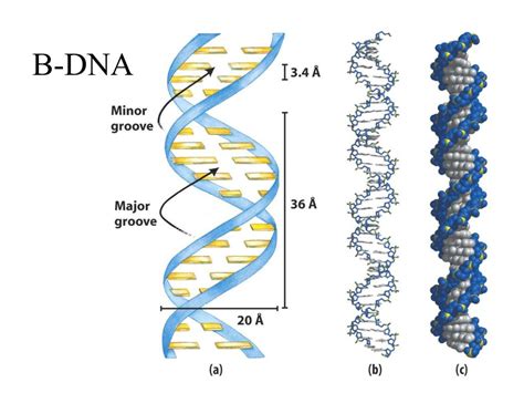 PPT - Nucleotides and Nucleic Acids - Lehninger Chapter8 PowerPoint ...