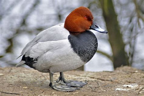 Common pochard - Alchetron, The Free Social Encyclopedia