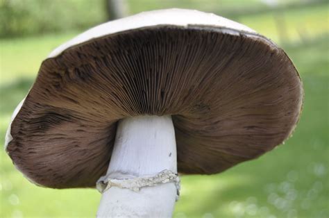 Agaricus bitorquis: The Ultimate Mushroom Guide