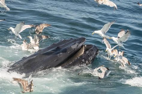 Do Humpback Whales Have Teeth? [No, They Have These Instead!]