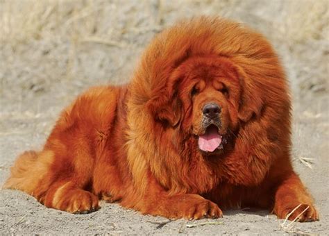 Tibetan Mastiff Lion