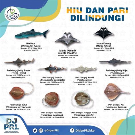 Pari Gergaji, Pari Raksasa Langka dan Dilindungi Penuh! Laporkan Jika ...