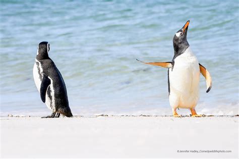 The finalists of the 2022 Comedy Wildlife Photo Awards - ABC News