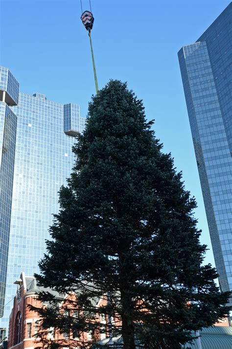 A tree arrives in Sundance Square, so it must be ... Christmastime ...