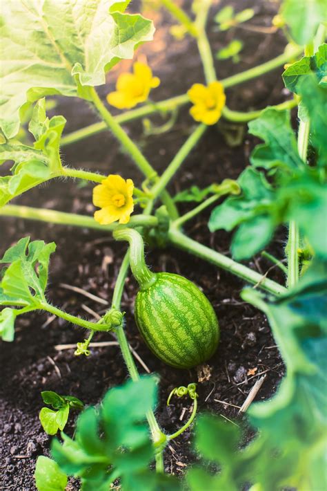 Watermelon Growing Problems - Troubleshooting Common Watermelon Care Issues