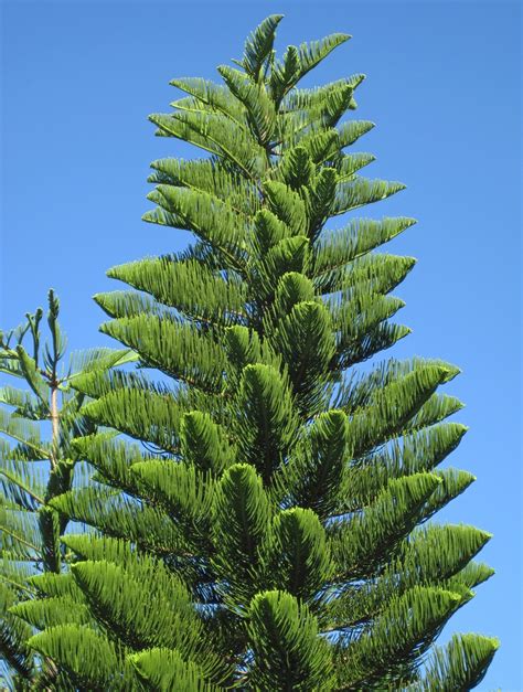 Araucaria heterophylla (Australian Pine, House Pine, Living Christmas ...