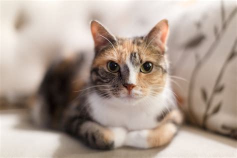 Free photo: Calico Cat - Kitten, Young, Whiskers - Free Download - Jooinn