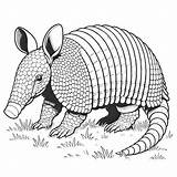 Armadillo Coloring Pages 35  Gem sketch template