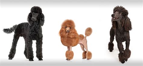 Poodle Haircuts & Styles - Expert Groomer Explains