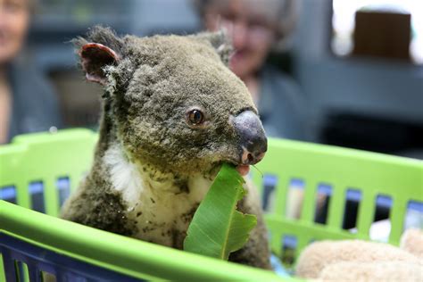 Drones are now able to track down Koalas – Em's Digital Space