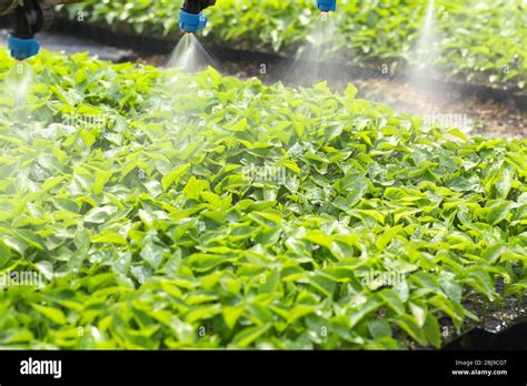 Greenhouse watering system in action Stock Photo - Alamy