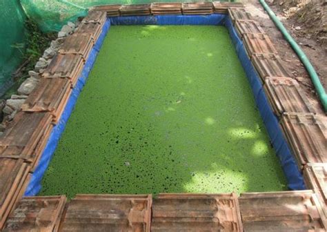 Azolla Cultivation Information Guide | Agri Farming