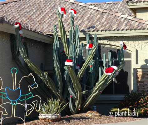 Christmas.....Arizona Style - Ramblings from a Desert Garden